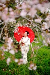 Japanese woman in light kimono holding a red umbrella standing near cherry blossom tree