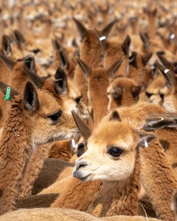 Herd of llamas outdoor