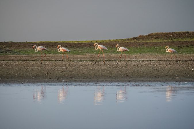 A flock of Greater Flamingos walking and giving a clear reflection in the water at Bhigwan Bird Sanctuary in Maharashtra, India
