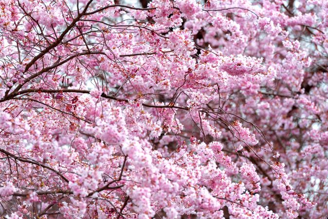 Cherry tree blossom, full frame background
