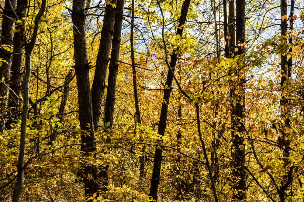 Caucasus mountain landscape in fall time in Georgia
