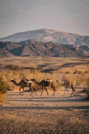 Camels walking near mountain ridge