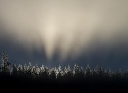 Beautiful sun rays through morning mist in Yellowstone National Park