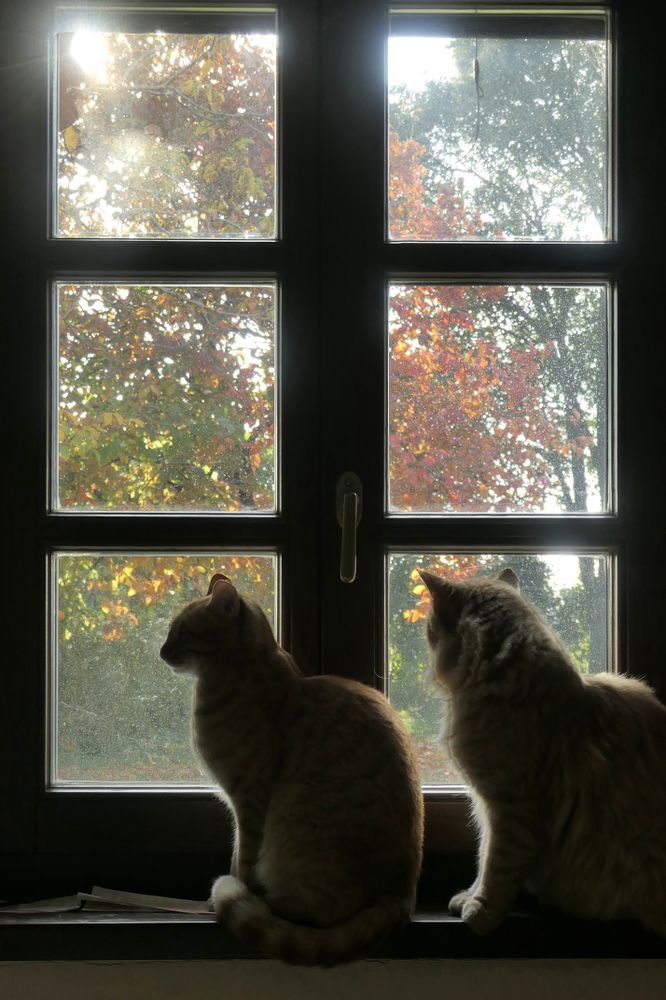 Two red cats at the window