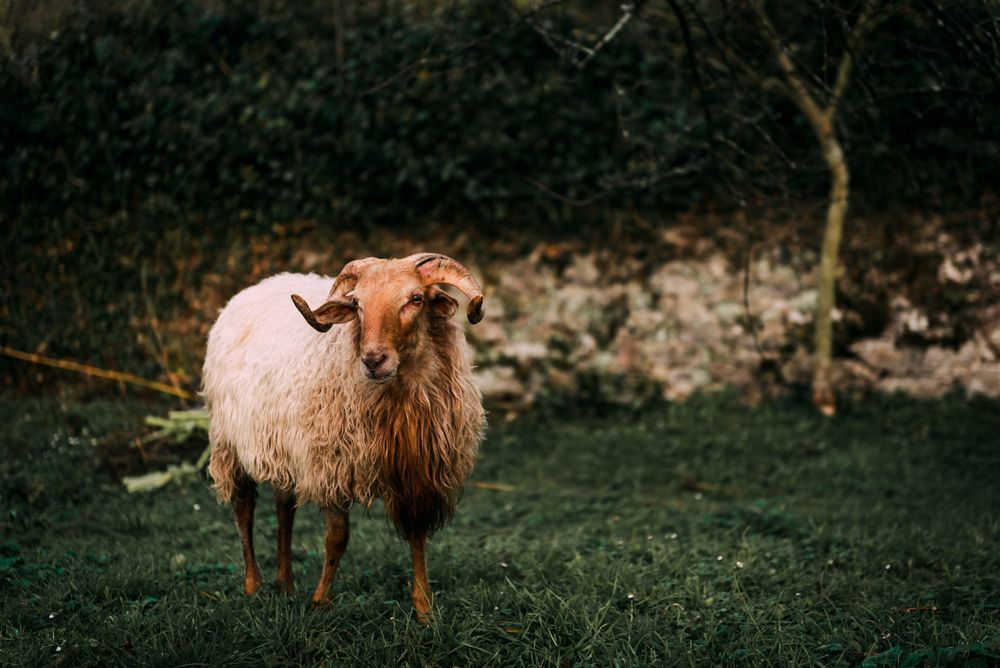 Sheep on green grass near bushes