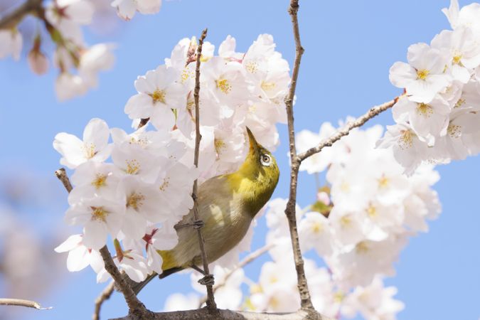 Yellow bird looking up in cherry blossom tree