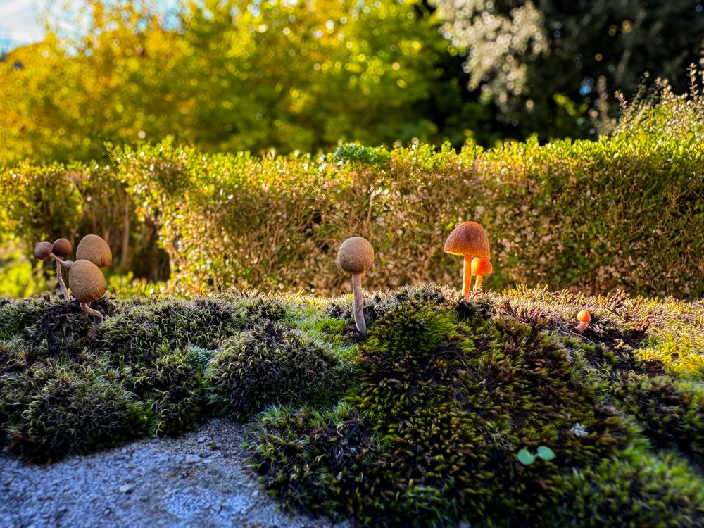 Mushrooms growing out of moss