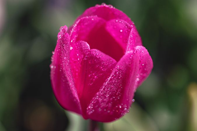 Close up of bright pink tulip with droplets