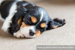 Close up cavalier spaniel sleeping with eyes closed on grey background 5q9mp5
