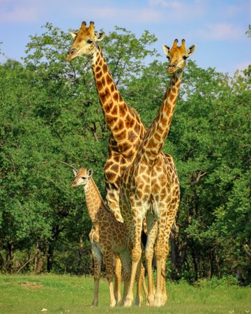 Two giraffes and offspring standing on green grass field near trees
