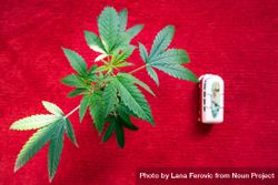 Top view marijuana plant on red surface with bus toy 43jWO5