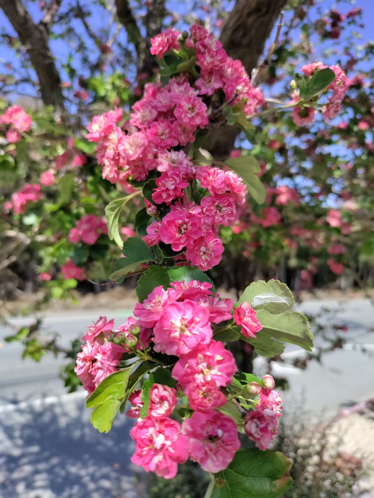 Blossoms tree pink