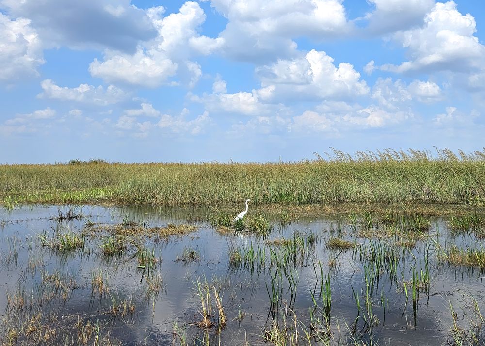 Majestic Great Egret in the Everglades Wetlands