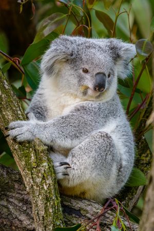Koala bear in a tree