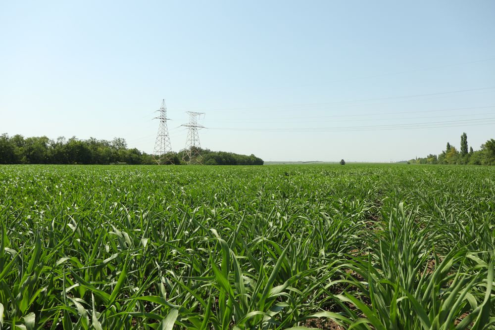 Corn field. Beautiful sunny day. Farming. Agriculture business