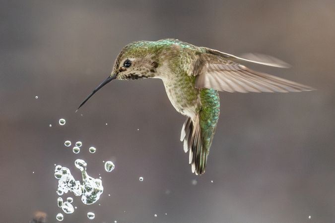 Beautiful Immature Male Anna's Hummingbird Enjoying The Water Fountain