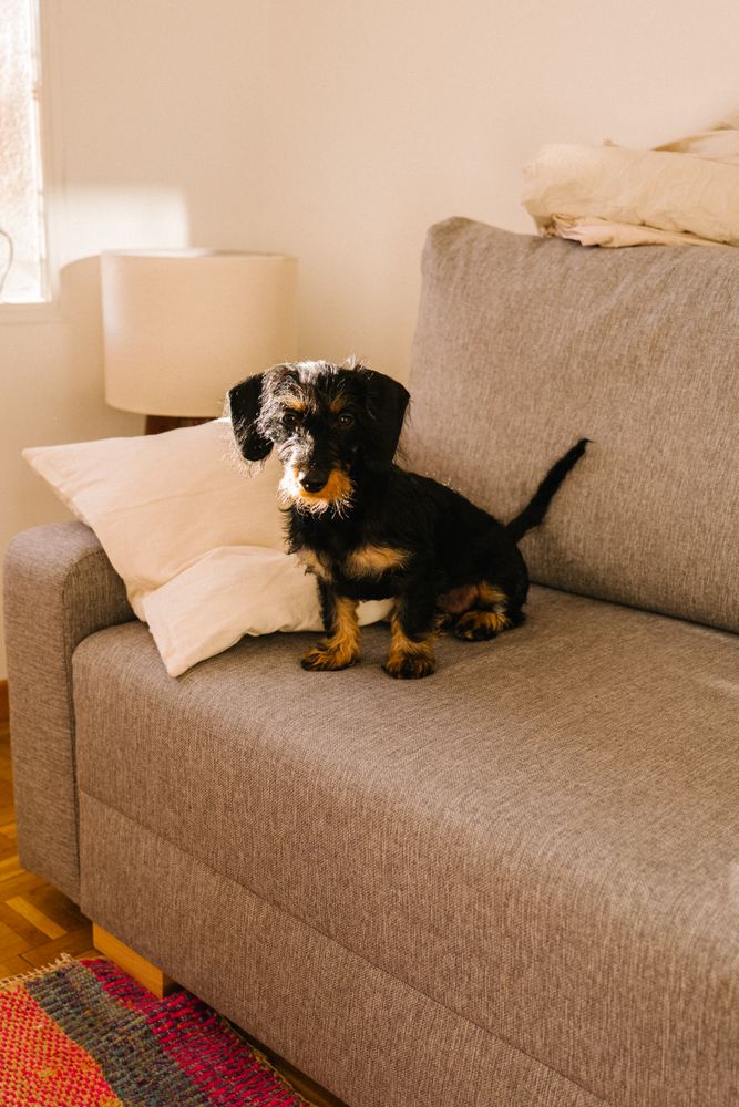 Cute dog sitting on sofa at home