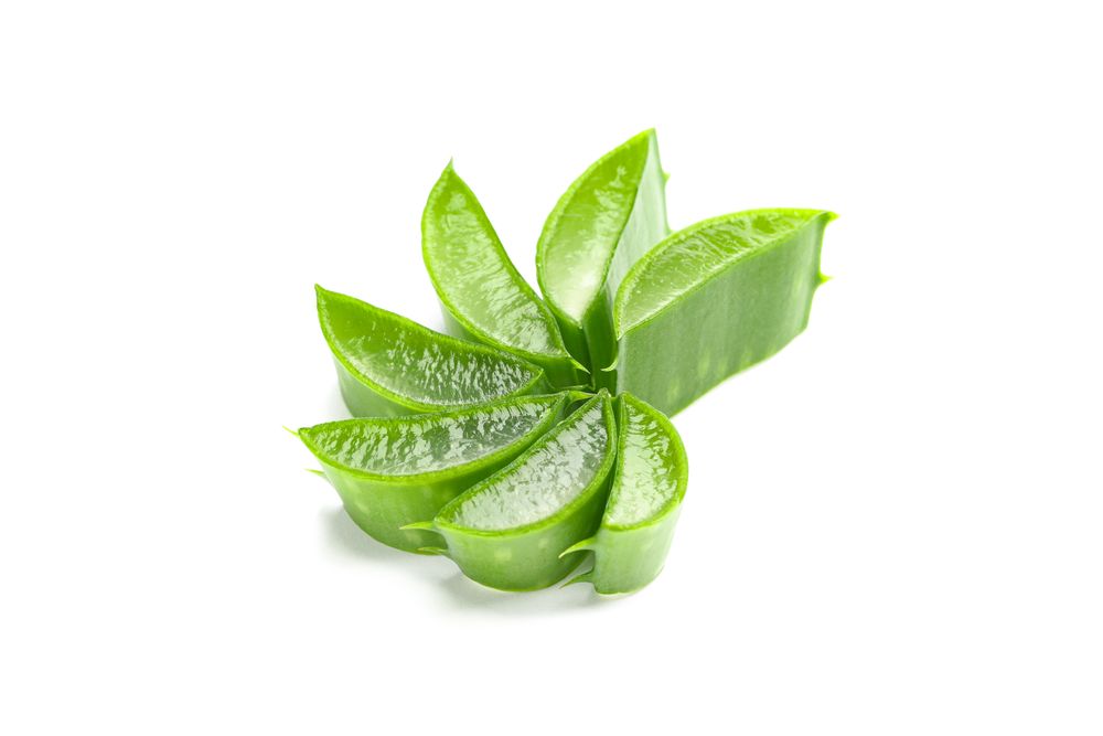 Aloe vera slices isolated on blank background. Herbal medicine