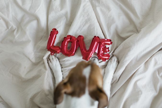 Top view of red love balloon laid on a bed and a dog curious to explore it