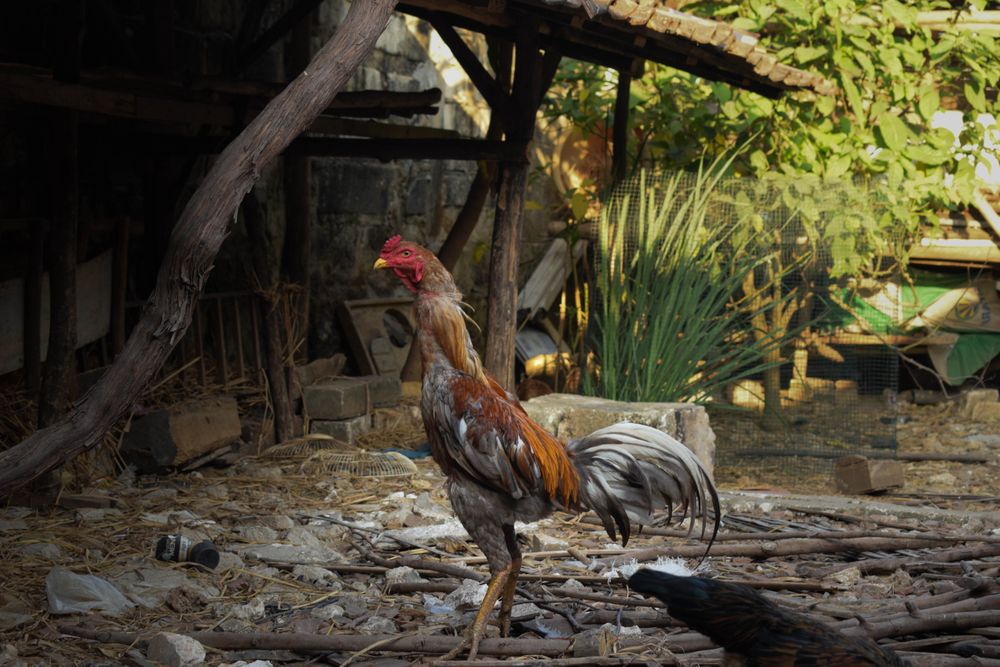 Rooster standing outside