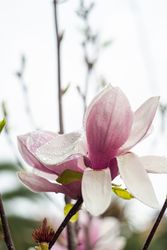 Blooming Magnolia tree in nature