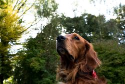 Worm view of adult golden retriever