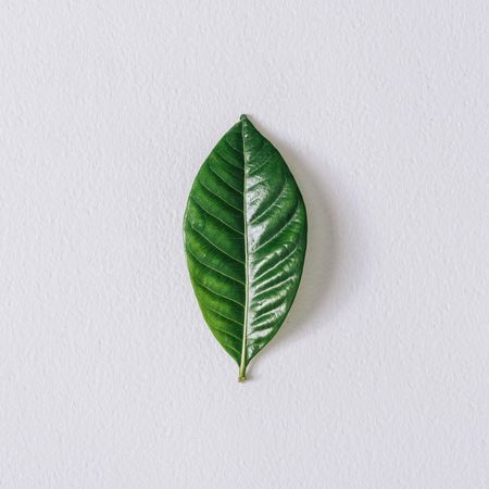 Minimal nature layout with green leaf and textured paper background