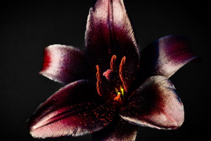 Center of dark lily flower, close up