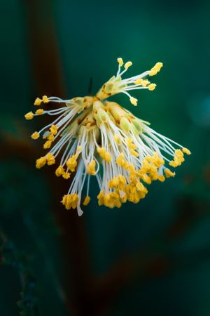 the delicate beauty of the Mimosa pudica flower, commonly known as putri malu