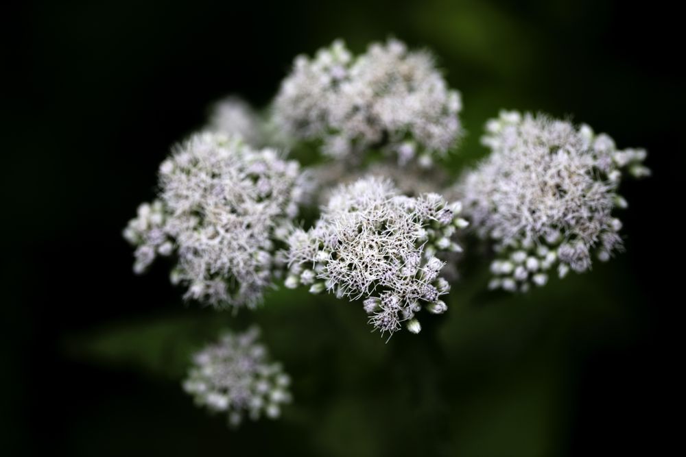 Common Boneset in McGregor, Minnesota