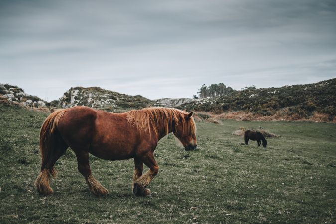 Horse eating bait on nature background
