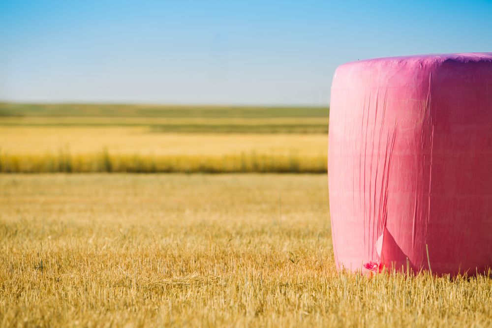 Bales wrapped with pink plastic