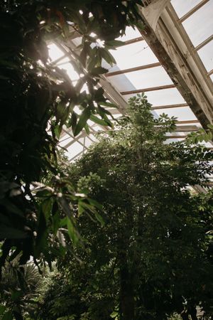 Green trees growing in hothouse