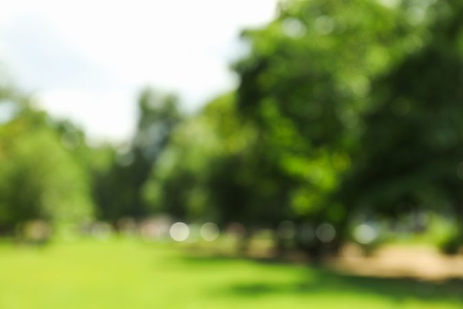 Beautiful green summer park. Blurred background, copy space