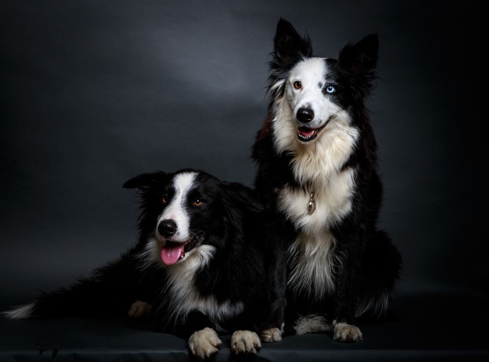 Purebred dogs sitting near each other