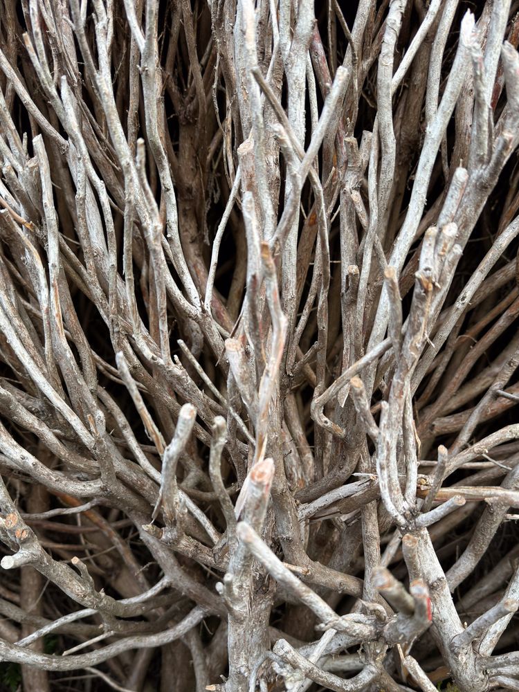 Close up of dead wood