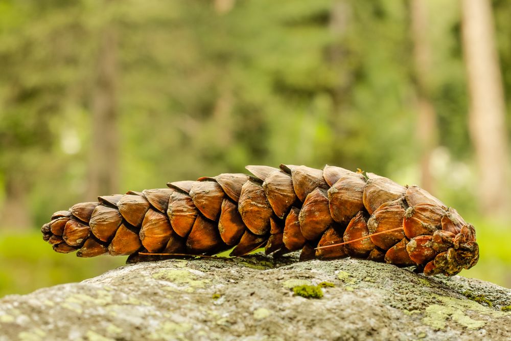 Side of pinecone resting on stone
