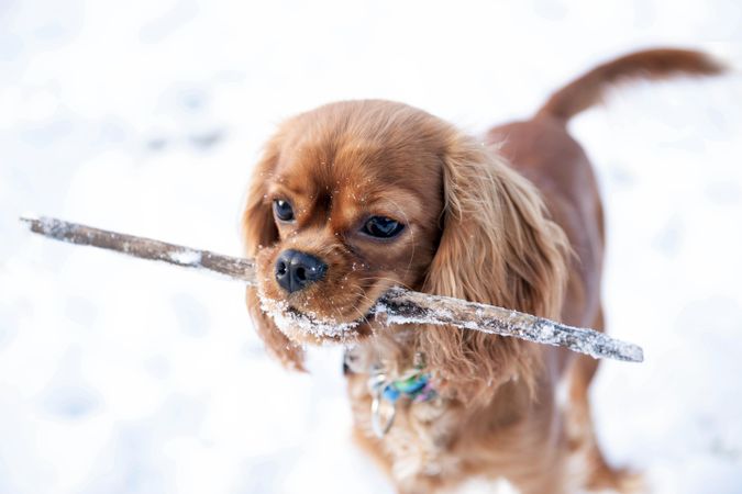 Cavalier spaniel playing in the snow outside with a stick