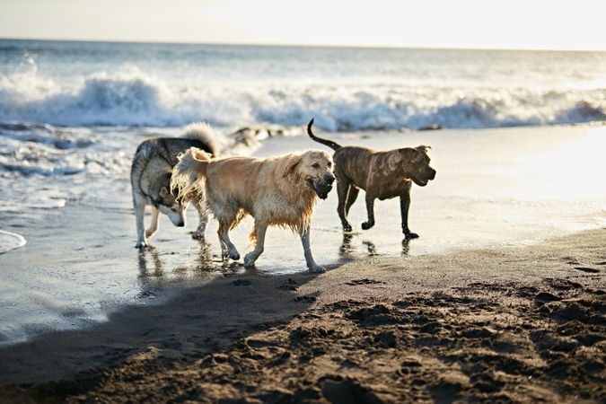 Dogs running near waving sea