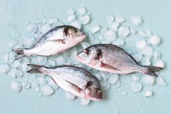 Three fish on ice