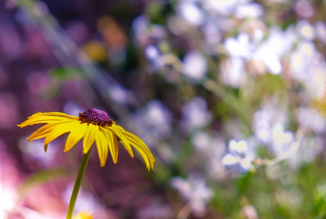 Colorful yellow flower in a flower patch