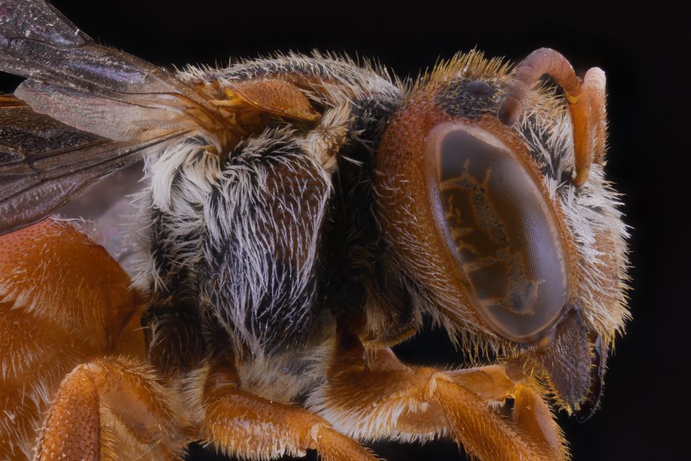 Fluffy orange flying insect with transparent wings