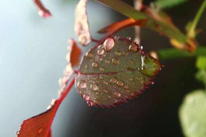 drops