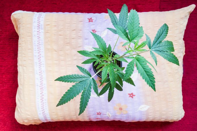 Top view of marijuana plant on a pillow