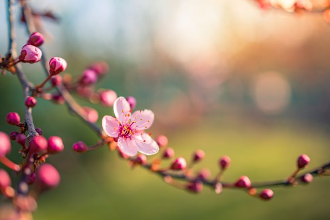 Pink cherry blossom branch with flower and buds