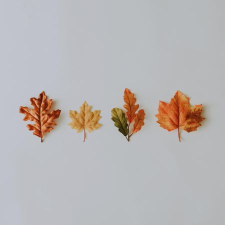 Row of autumnal leaves on light background