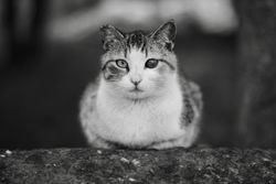 Street cat with an eye problem