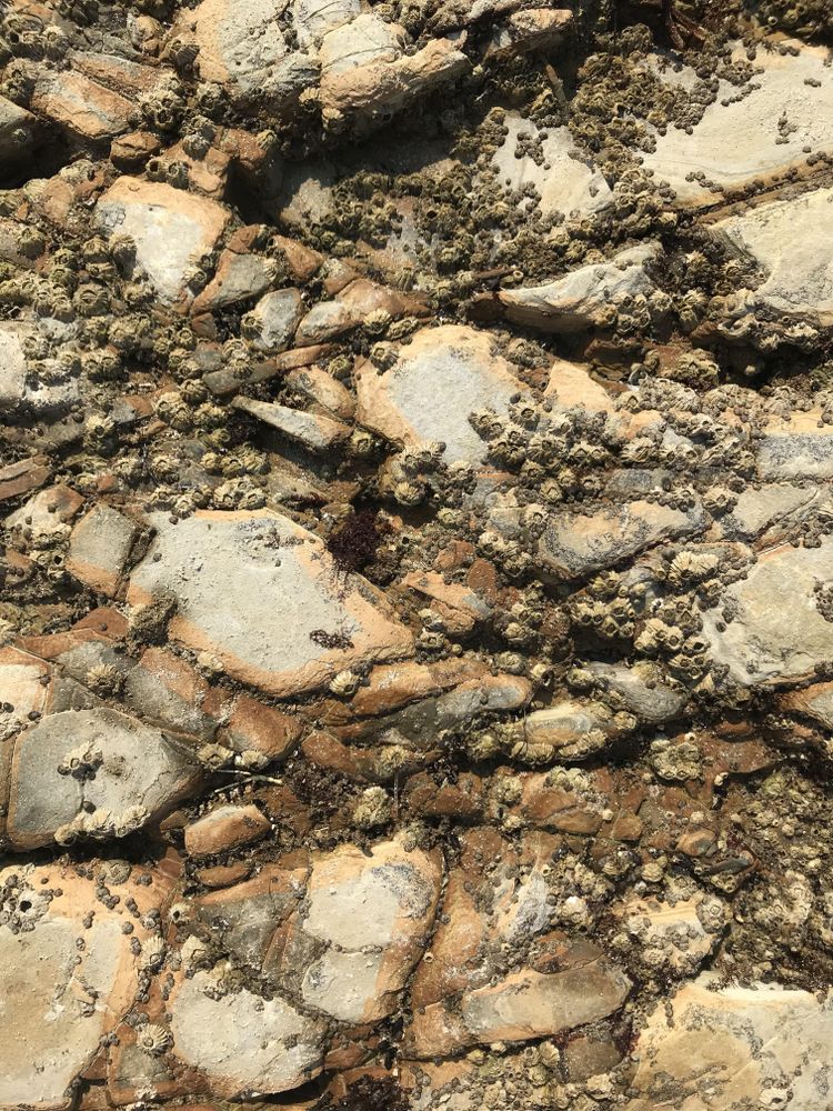 Brown and tan ocean rock texture with barnacles