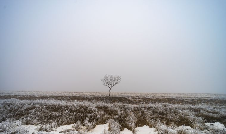 Moody single tree on wintry landscape in kakheti
