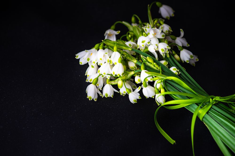 Spring theme card concept with snowdrop flowers on dark table with copy space